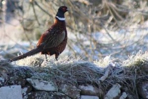 Barcaldine Castle Bed and Breakfast Oban Image