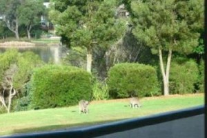 Bluewater Luxury Apartments Merimbula Image