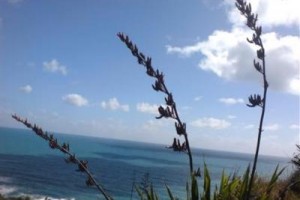 Bush Sand & Sea Image