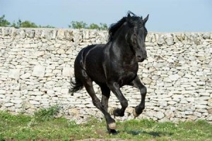 Masseria Tagliente Image