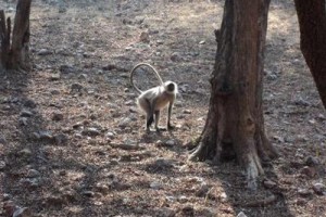 The Ranthambhore Bagh Image